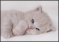 /album/nashi-po-malki-bratq/img-179001-1341865-l-jpg/